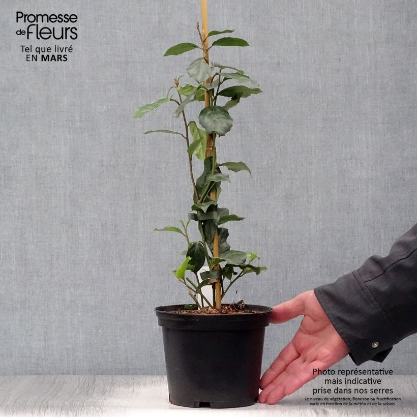 Itea ilicifolia 2L/3L pot sample as delivered in spring