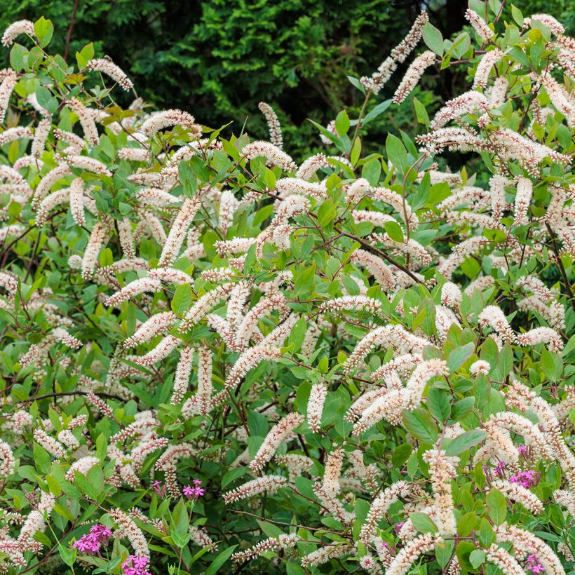 Itea virginica (Plant habit)