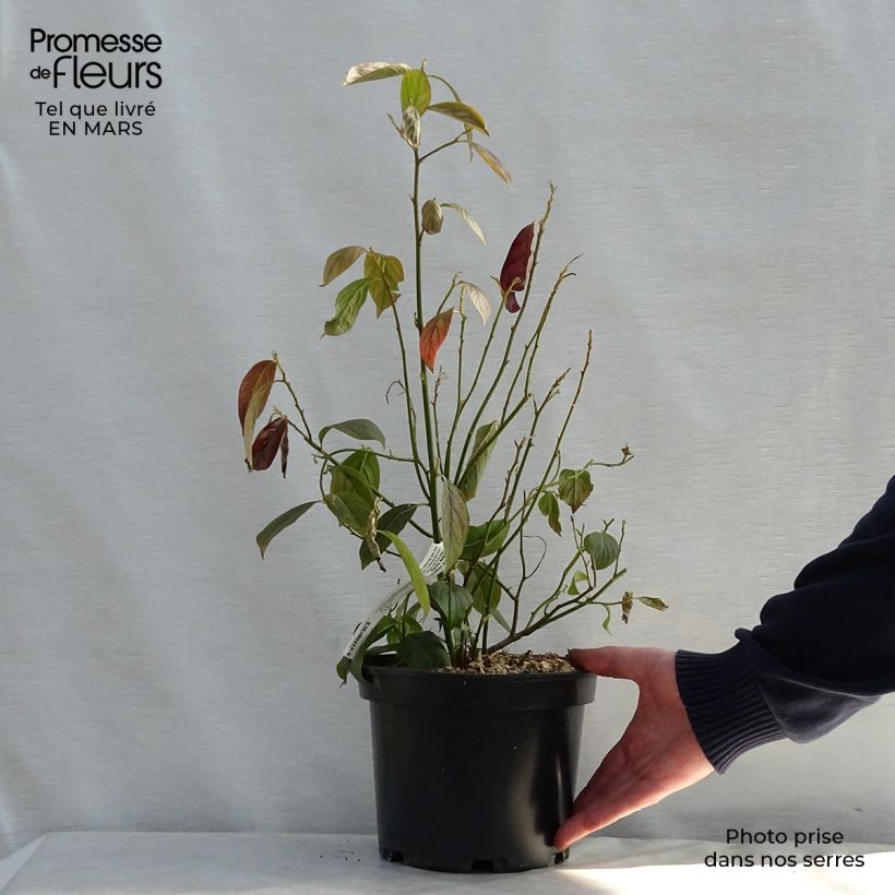 Itea virginica Little Henry 3L/4L pot sample as delivered in spring