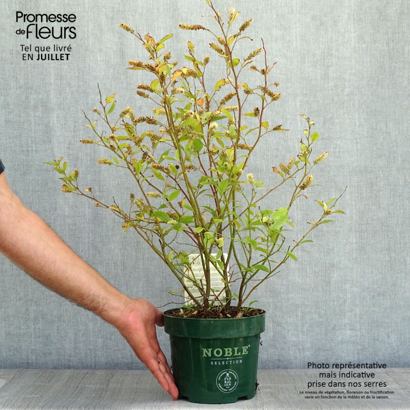Itea virginica Little Henry 3L/4L pot sample as delivered in summer