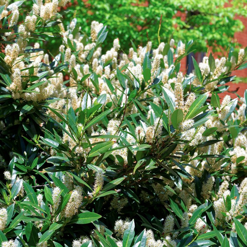 Itea virginica Little Henry (Foliage)