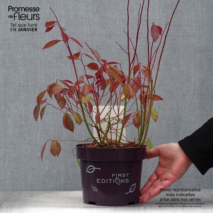 Itea virginica Love Child 2L/3L pot sample as delivered in winter