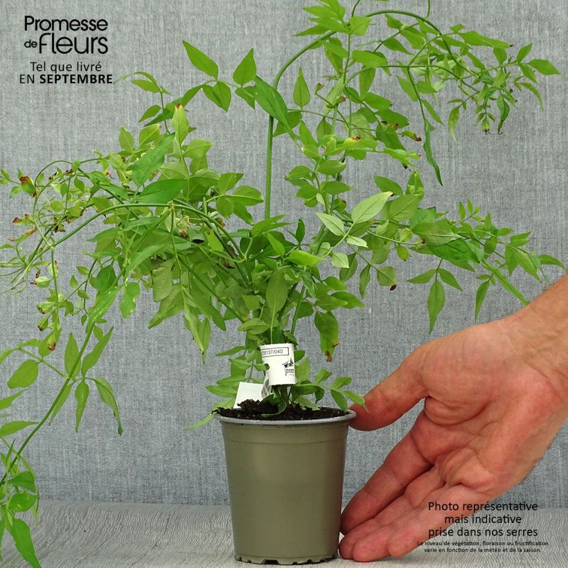 Jasminum officinale - Common jasmine 8/9 cm pot sample as delivered in autumn