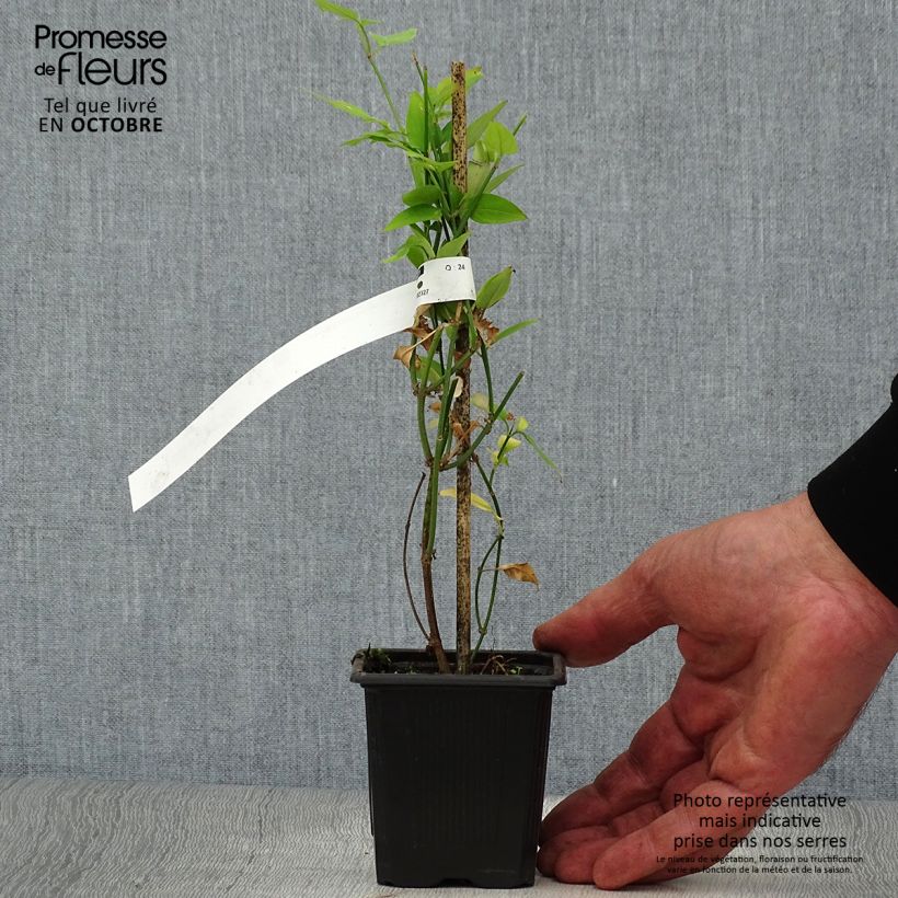 Jasminum x stephanense 8/9 cm pot sample as delivered in autumn