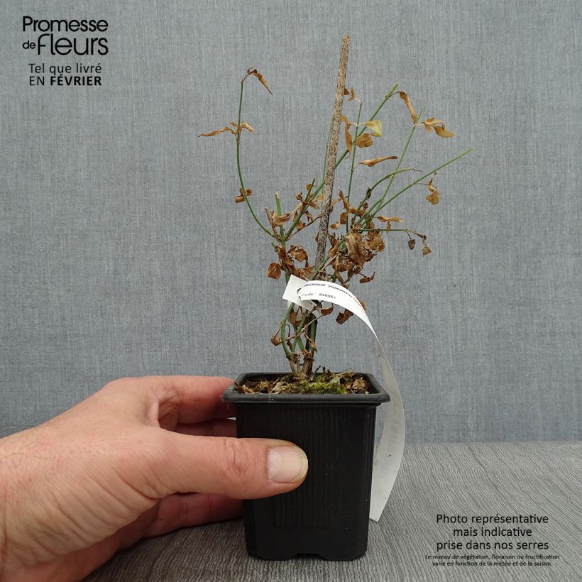 Jasminum x stephanense 8/9 cm pot sample as delivered in winter