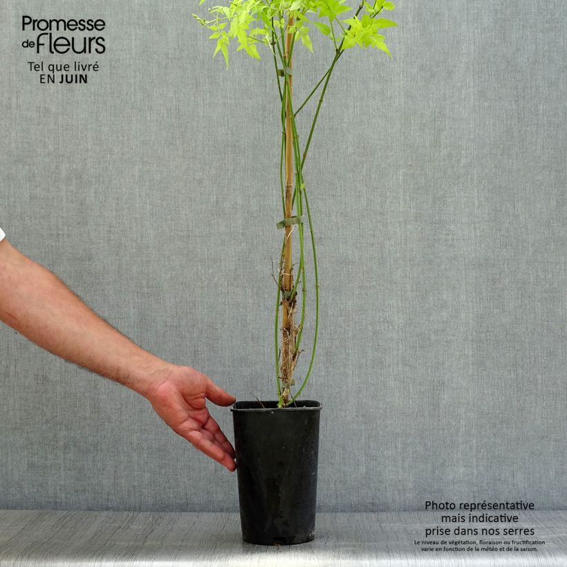 Jasminum officinalis Aureum -  Common Jasmine 2L/3L pot sample as delivered in summer