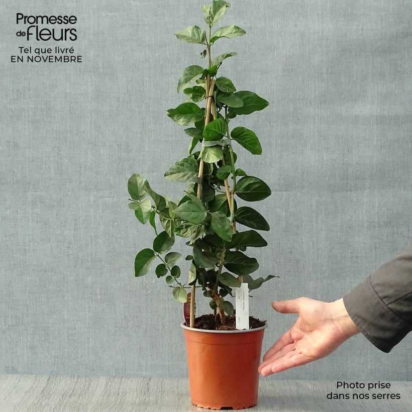 Jasminum sambac - Arabian Jasmine 2L/3L pot sample as delivered in autumn