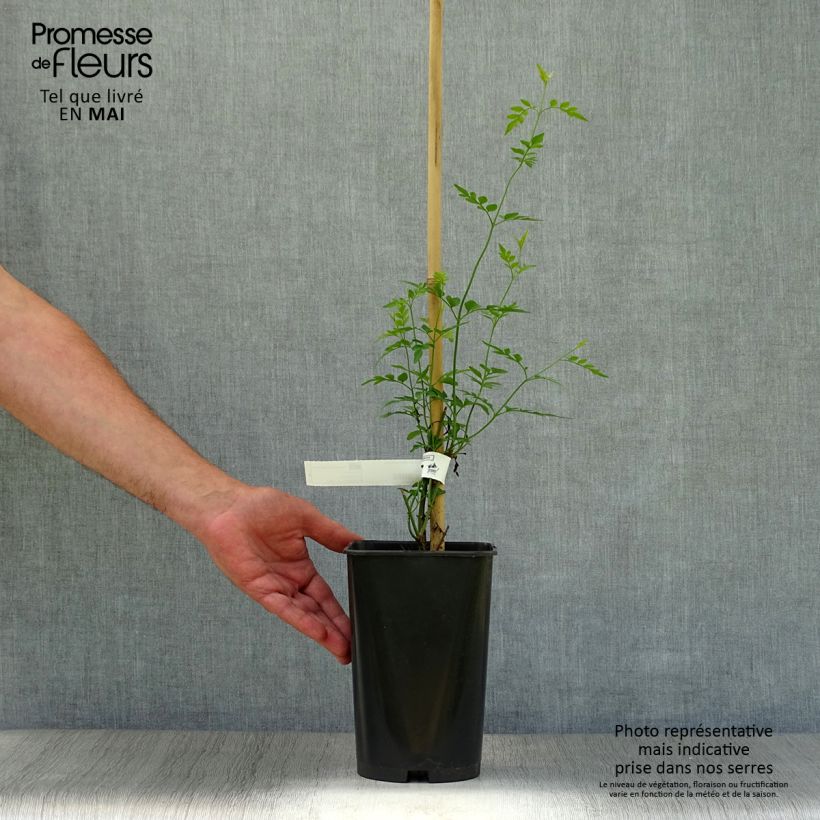 Jasminum grandiflorum - Spanish jasmine 2L/3L pot sample as delivered in spring