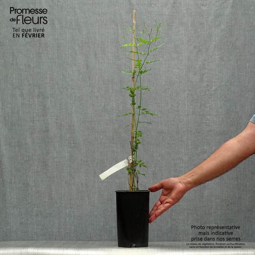 Jasminum grandiflorum - Spanish jasmine 2L/3L pot sample as delivered in autumn