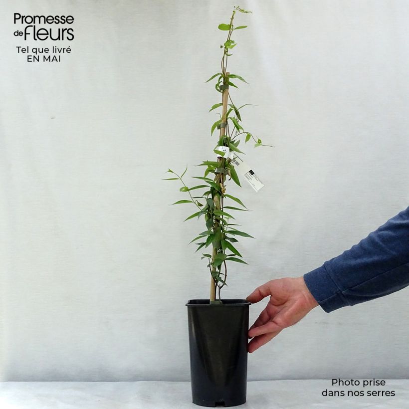 Gelsemium sempervirens - Yellow jessamine 2L/3L pot sample as delivered in spring