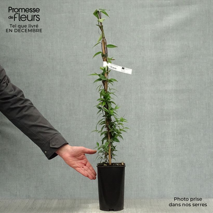 Gelsemium sempervirens - Yellow jessamine 2L/3L pot sample as delivered in winter