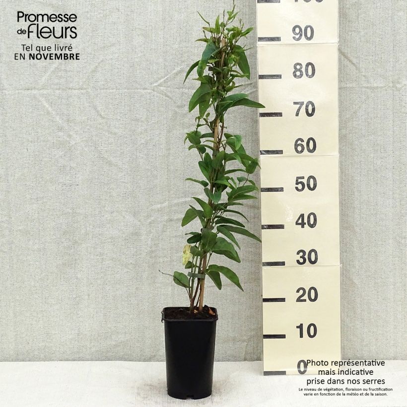 Gelsemium sempervirens - Yellow jessamine 2L/3L pot sample as delivered in autumn