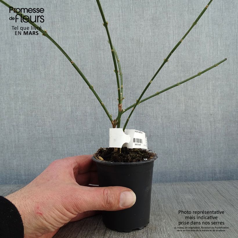 Jasminum nudiflorum - Winter jasmine 8/9 cm pot sample as delivered in winter