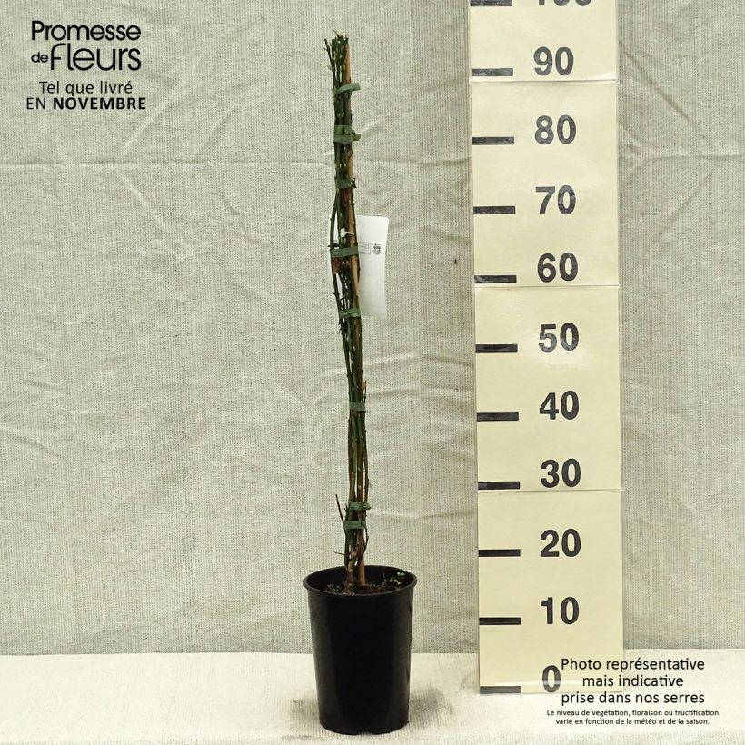 Jasminum nudiflorum - Winter jasmine 2L/3L pot sample as delivered in autumn