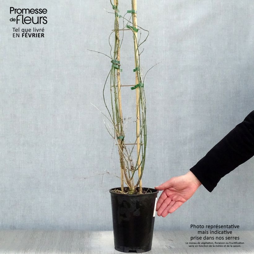 Jasminum nudiflorum - Winter jasmine 2L/3L pot sample as delivered in winter