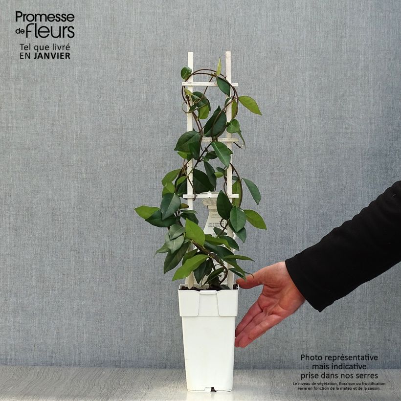 Trachelospermum jasminoïdes Star Of Venice - Star Jasmine 2L/3L pot sample as delivered in winter