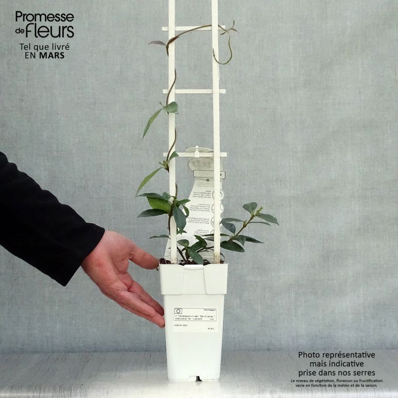 Trachelospermum jasminoïdes Star Of Venice - Star Jasmine 2L/3L pot sample as delivered in spring