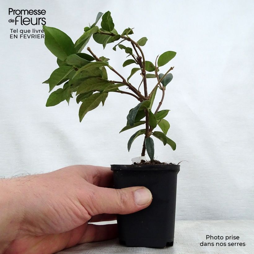 Trachelospermum jasminoides - Star Jasmine 8/9 cm pot sample as delivered in winter