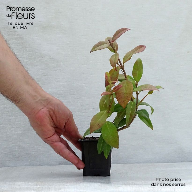 Trachelospermum jasminoides - Star Jasmine 8/9 cm pot sample as delivered in spring