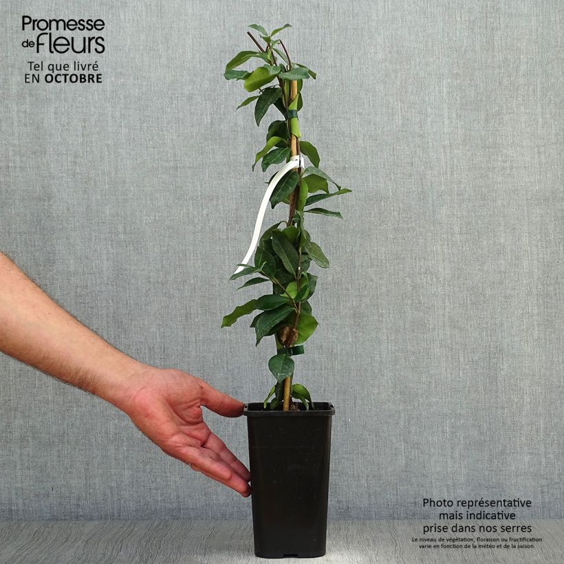 Trachelospermum jasminoides - Star Jasmine 1L/1.5L pot sample as delivered in autumn