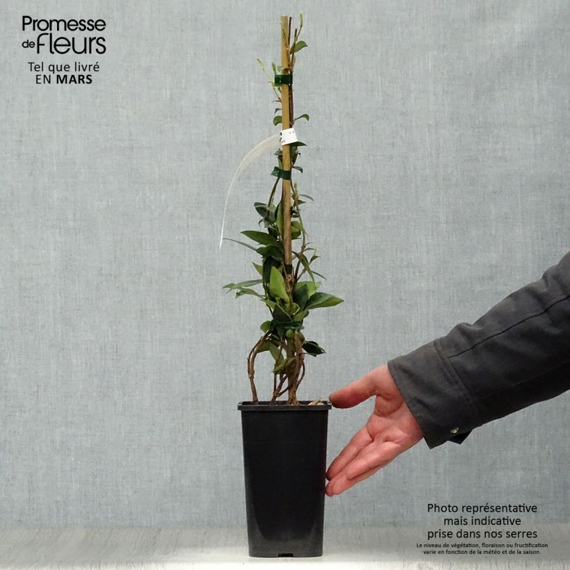 Trachelospermum jasminoides - Star Jasmine 1L/1.5L pot sample as delivered in spring