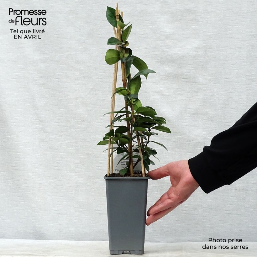 Trachelospermum jasminoides - Star Jasmine 2L/3L pot sample as delivered in spring