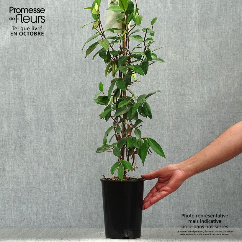 Trachelospermum jasminoides - Star Jasmine 2L/3L pot sample as delivered in autumn