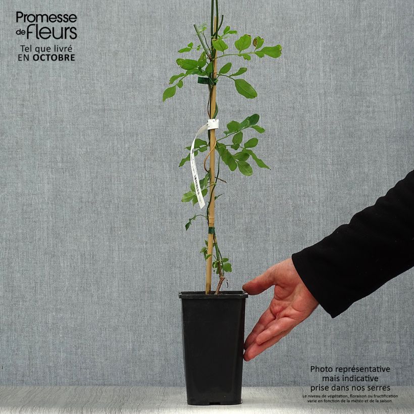 Jasminum officinalis Affinis - Common jasmine 1.5L/2L pot sample as delivered in autumn