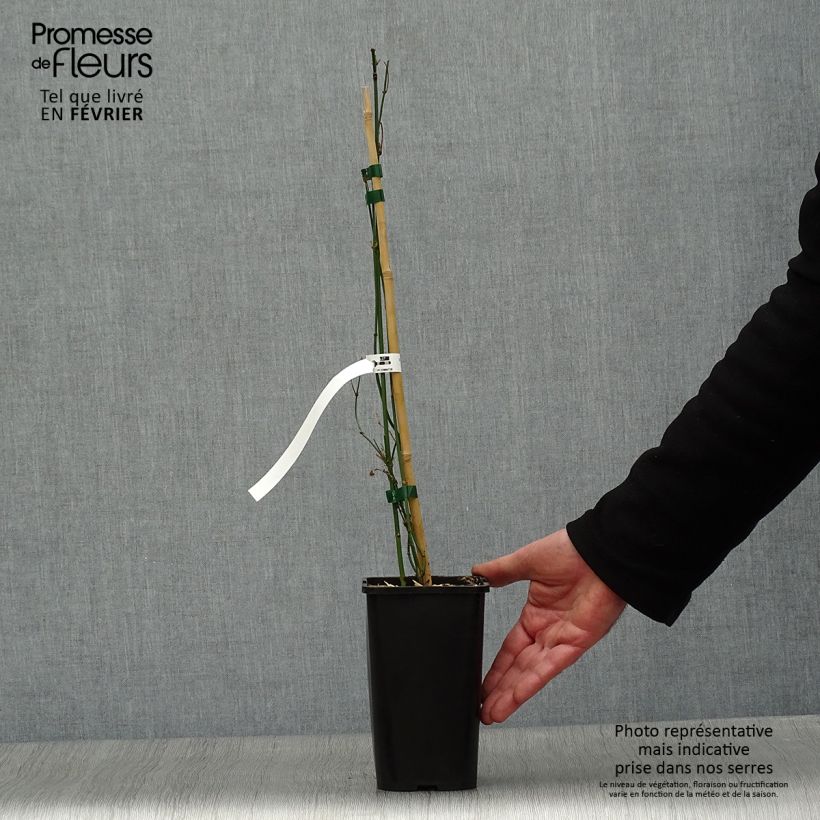 Jasminum officinalis Affinis - Common jasmine 1.5L/2L pot sample as delivered in winter