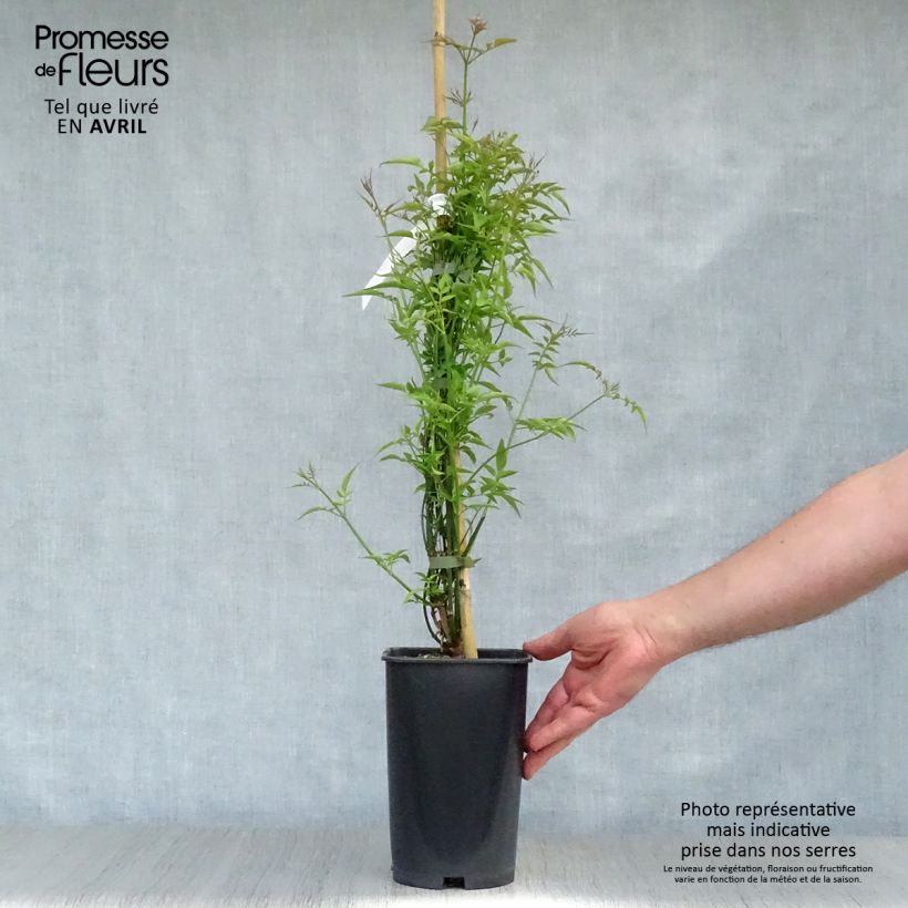 Jasminum officinale - Common jasmine 2L/3L pot sample as delivered in spring