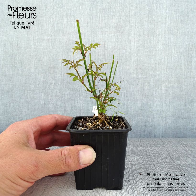 Jasminum officinale - Common jasmine 8/9 cm pot sample as delivered in spring