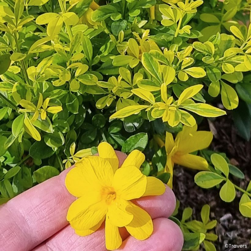 Jasminum mesnyi Gold Touch - Primrose jasmine (Flowering)