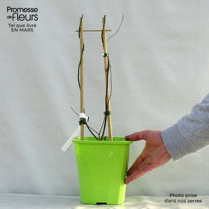 Jasminum officinale Clotted Cream - Common jasmine 1.5L/2L pot sample as delivered in spring