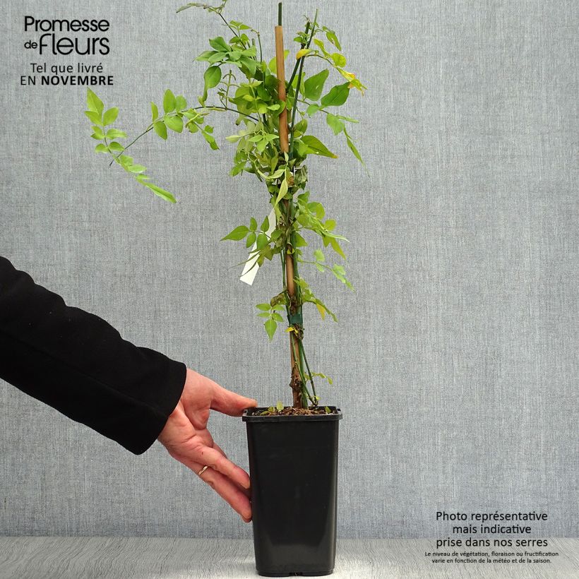 Jasminum officinale Clotted Cream - Common jasmine 1.5L/2L pot sample as delivered in autumn