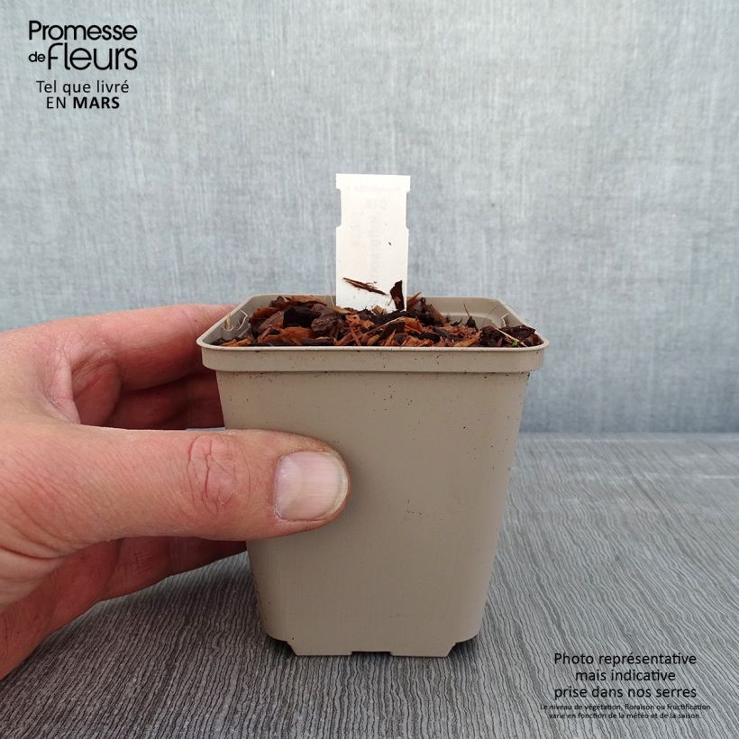 Jeffersonia diphylla 8/9 cm pot sample as delivered in winter