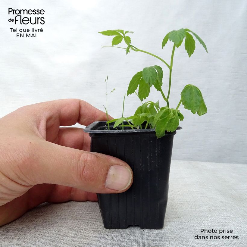 Organic Jiaogulan - Gynostemma pentaphyllum 7/8 cm pot sample as delivered in spring