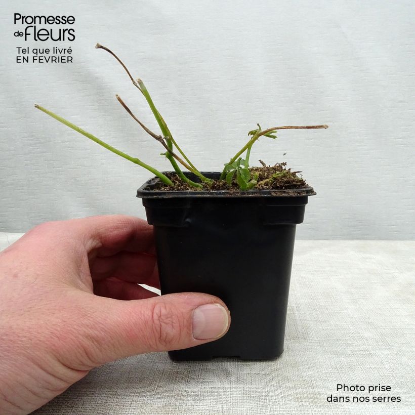 Organic Jiaogulan - Gynostemma pentaphyllum 7/8 cm pot sample as delivered in winter