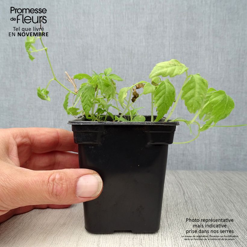 Organic Jiaogulan - Gynostemma pentaphyllum 7/8 cm pot sample as delivered in autumn