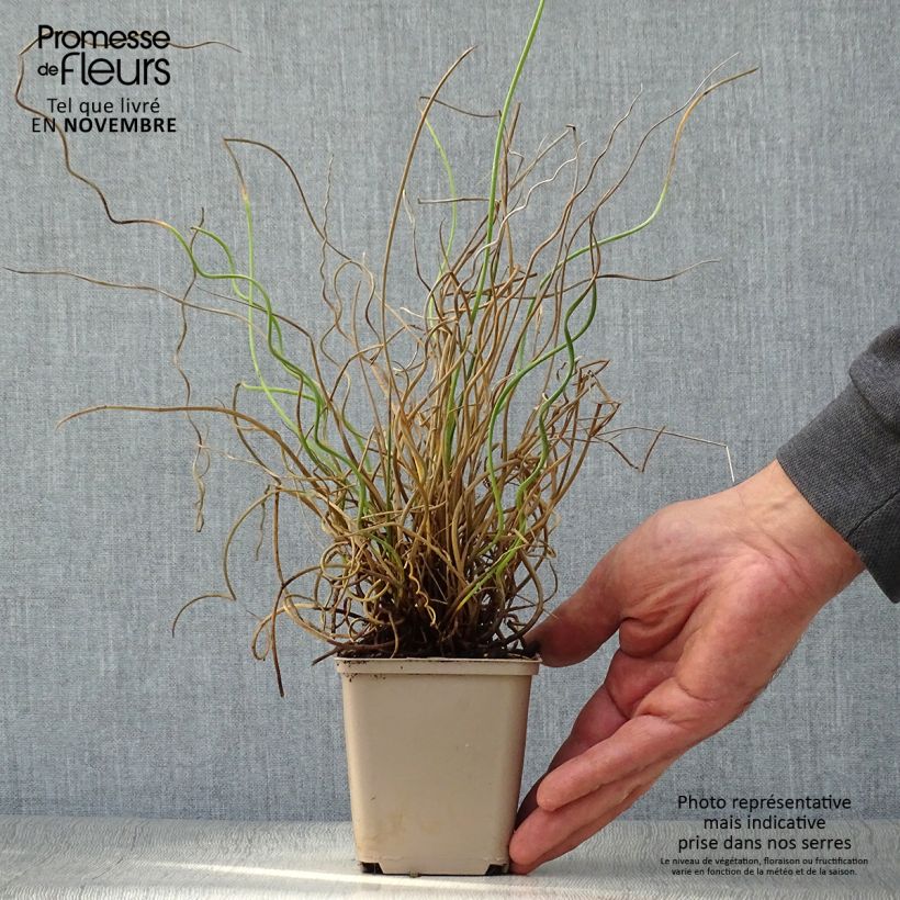 Juncus effusus 'Spiralis' 8/9 cm pot sample as delivered in autumn