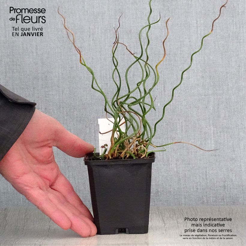 Juncus effusus 'Spiralis' 8/9 cm pot sample as delivered in winter