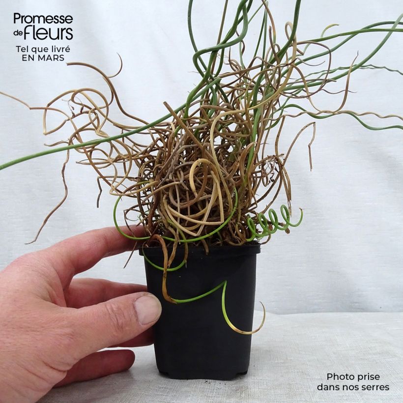 Juncus effusus 'Spiralis' 8/9 cm pot sample as delivered in spring