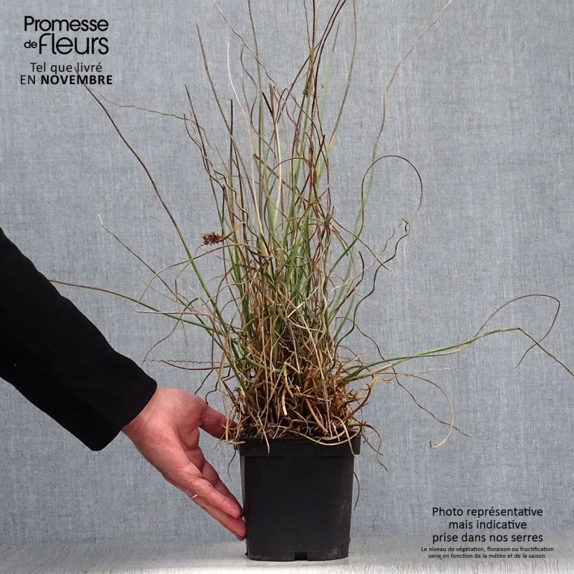 Juncus effusus 'Spiralis' 2L/3L pot sample as delivered in autumn