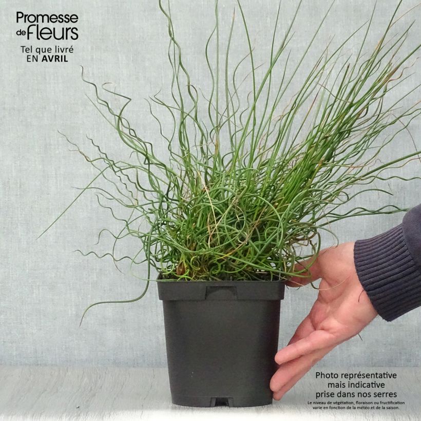 Juncus effusus 'Spiralis' 2L/3L pot sample as delivered in spring