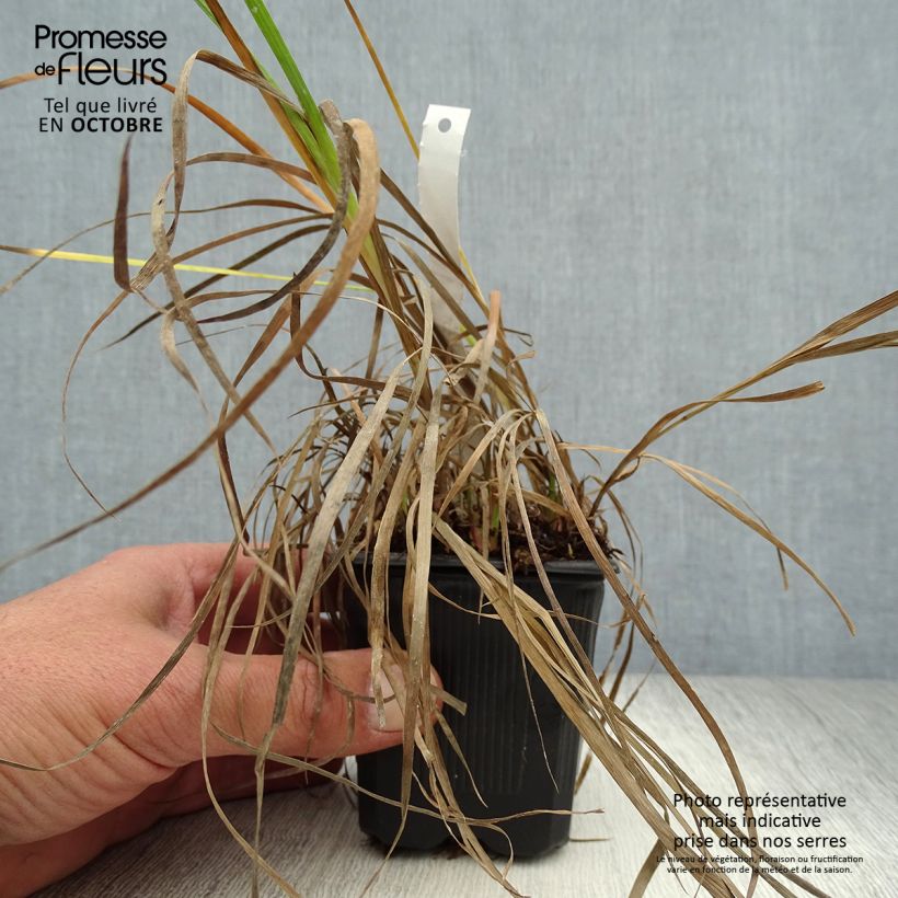 Juncus ensifolius 8/9 cm pot sample as delivered in autumn