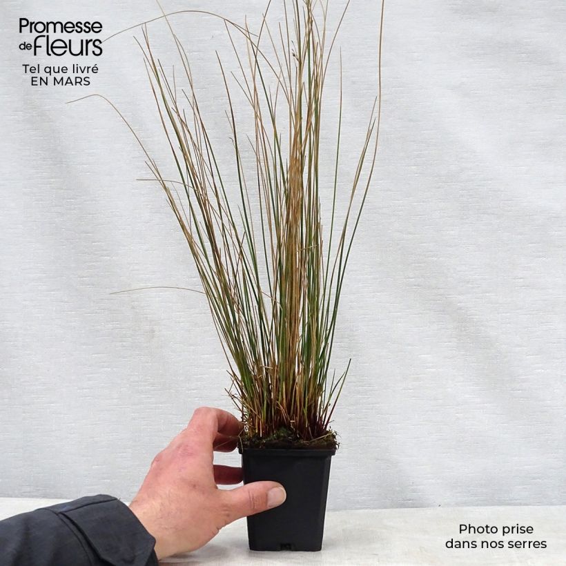 Juncus inflexus 8/9 cm pot sample as delivered in spring