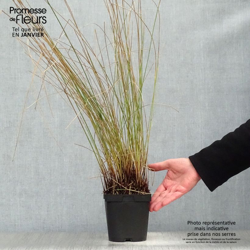 Juncus inflexus 2L/3L pot sample as delivered in winter
