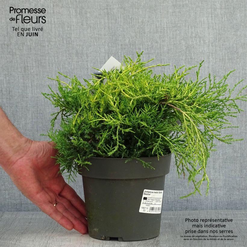 Juniperus pfitzeriana Golden Saucer 2L/3L pot sample as delivered in spring