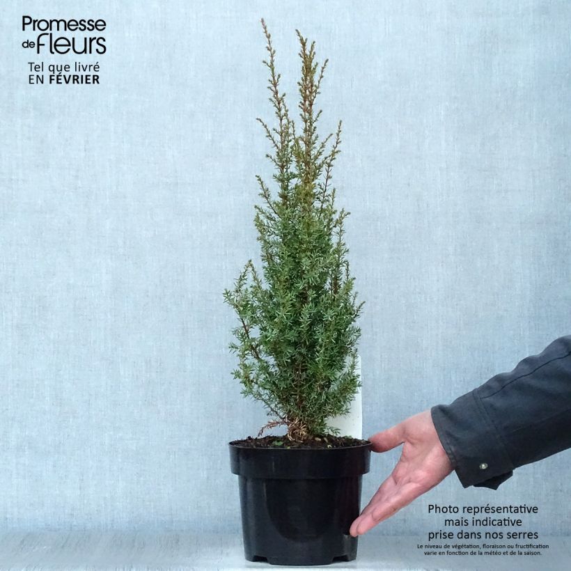 Juniperus communis Arnold 2L/3L pot sample as delivered in winter