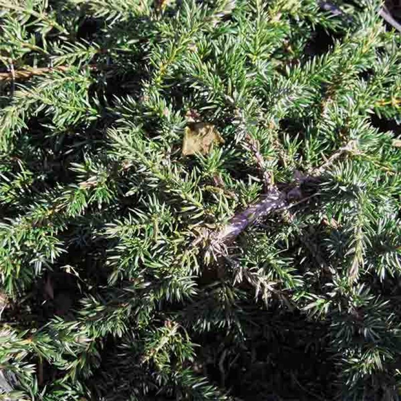 Common Juniper - Juniperus communis Green Carpet (Foliage)