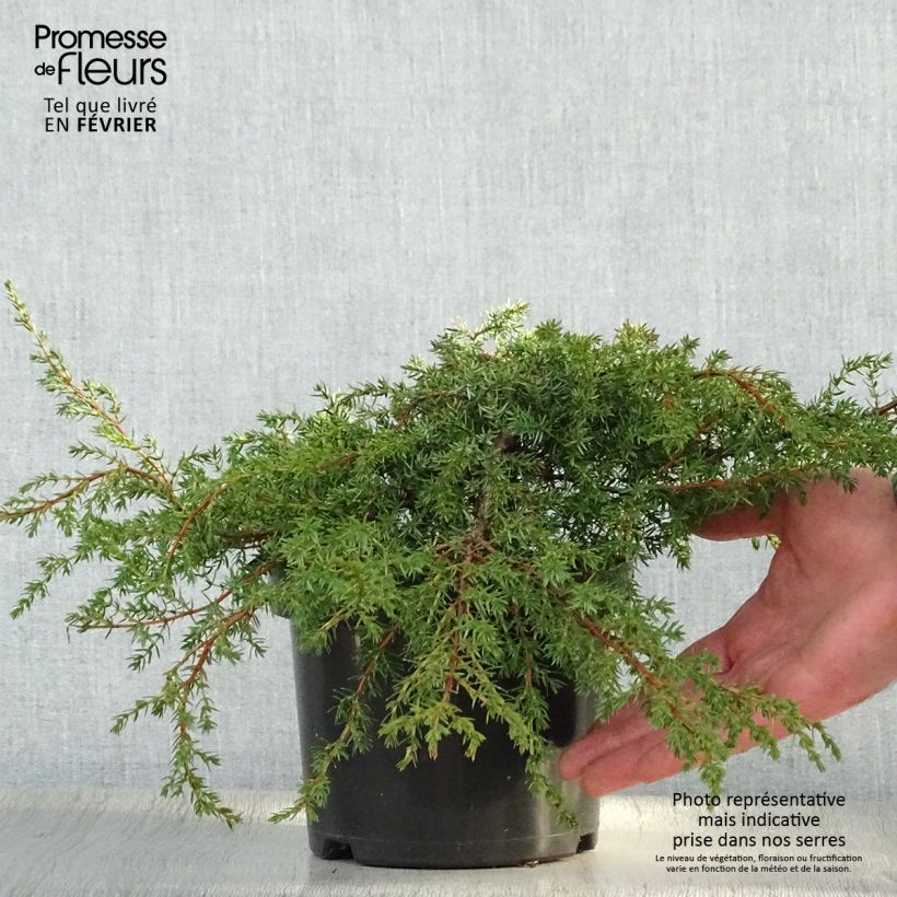 Juniperus communis var. hemisphera Hornibrookii 2L/3L pot sample as delivered in winter